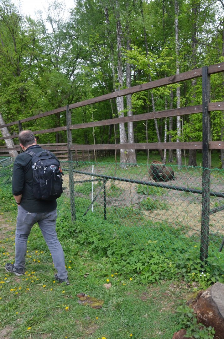 'Zubron' Hybrid Viewing at Rezerwat Pokazowy Żubrów, Białowieża 07/05/19