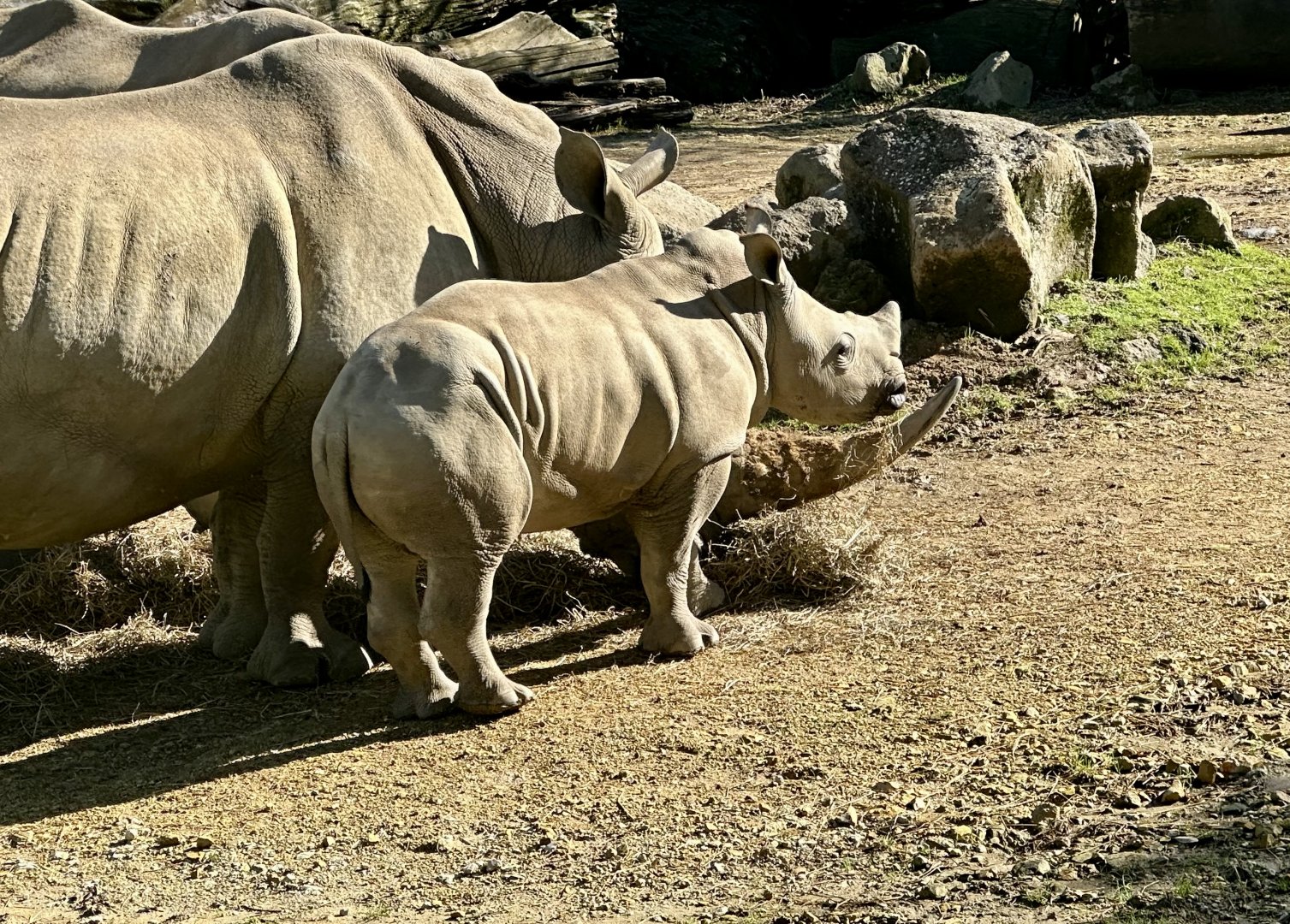 Zuka (Five Months Old)