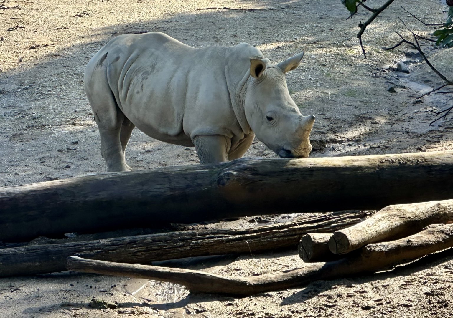 Zuka (Five Months Old)