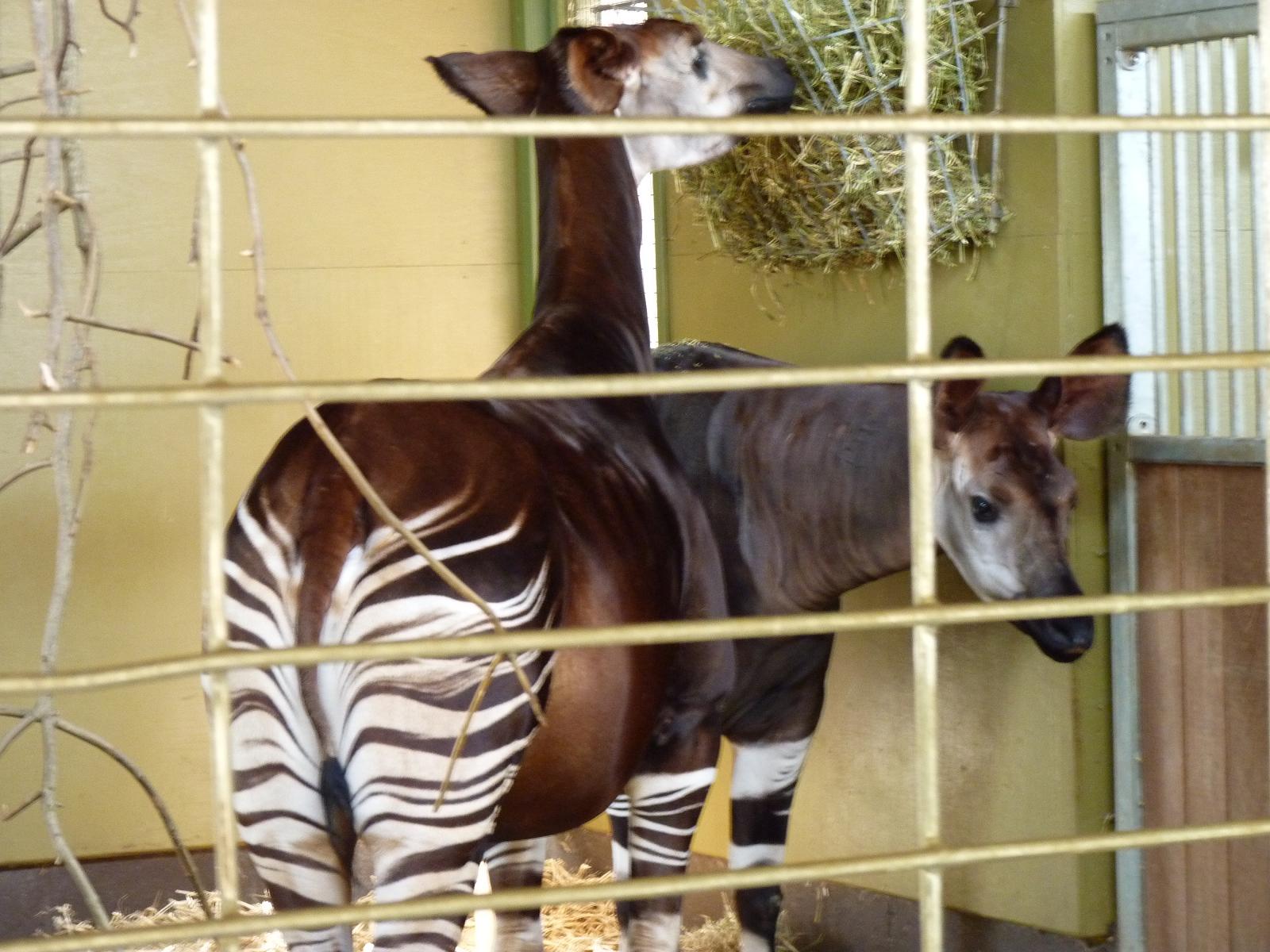 Zukisa and Dumela the Okapis