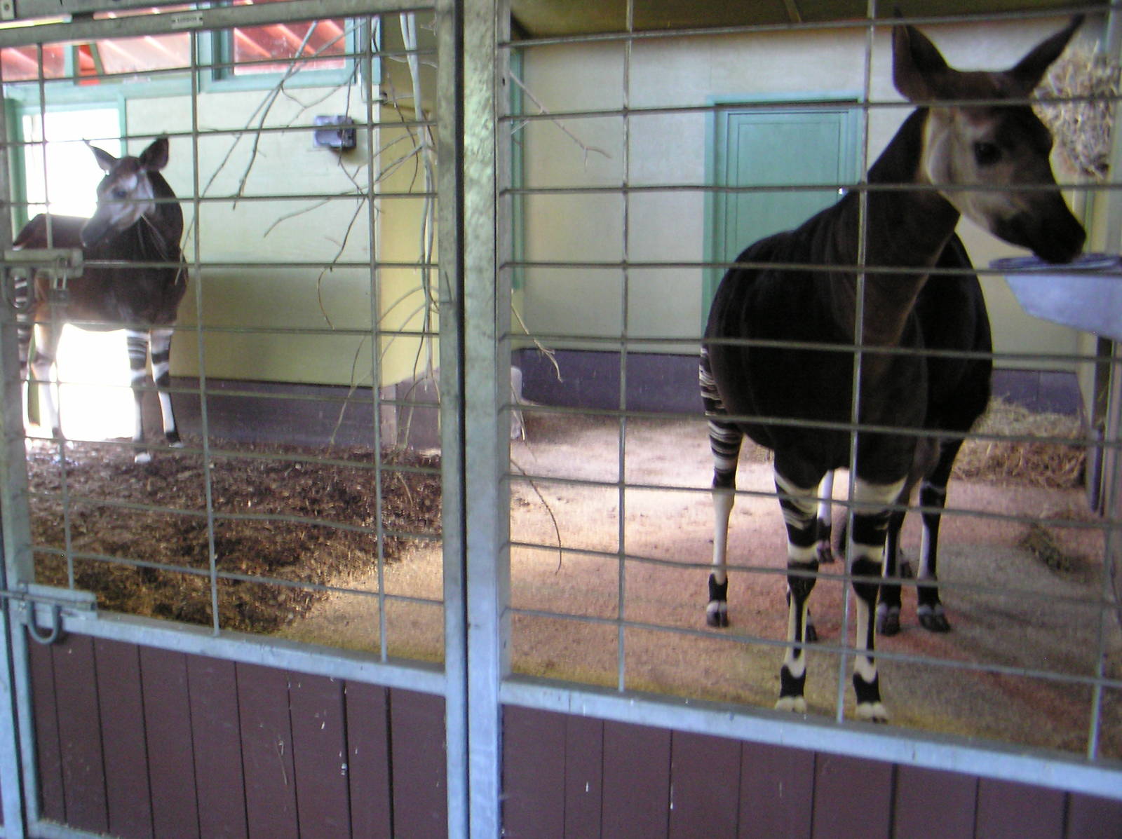 Zukisa, Dumela and Mieke the Okapis
