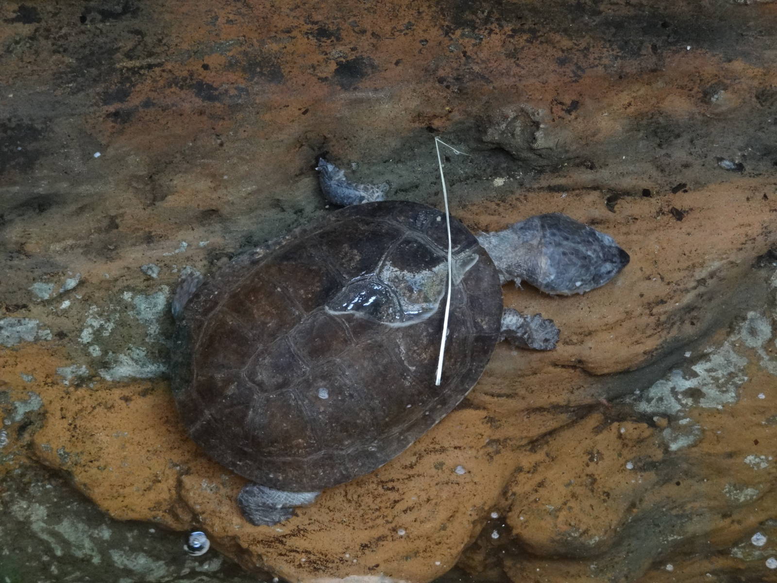 Zulia toad-headed turtle (Mesoclemmys zuliae)