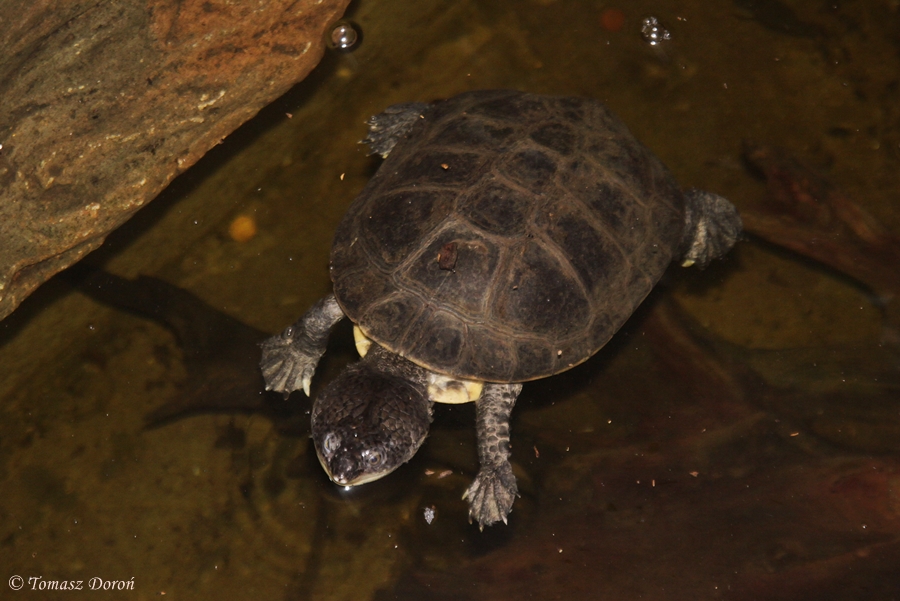 Zulia Toad-headed Turtle (Phrynops zuliae / Mesoclemmys zuliae)