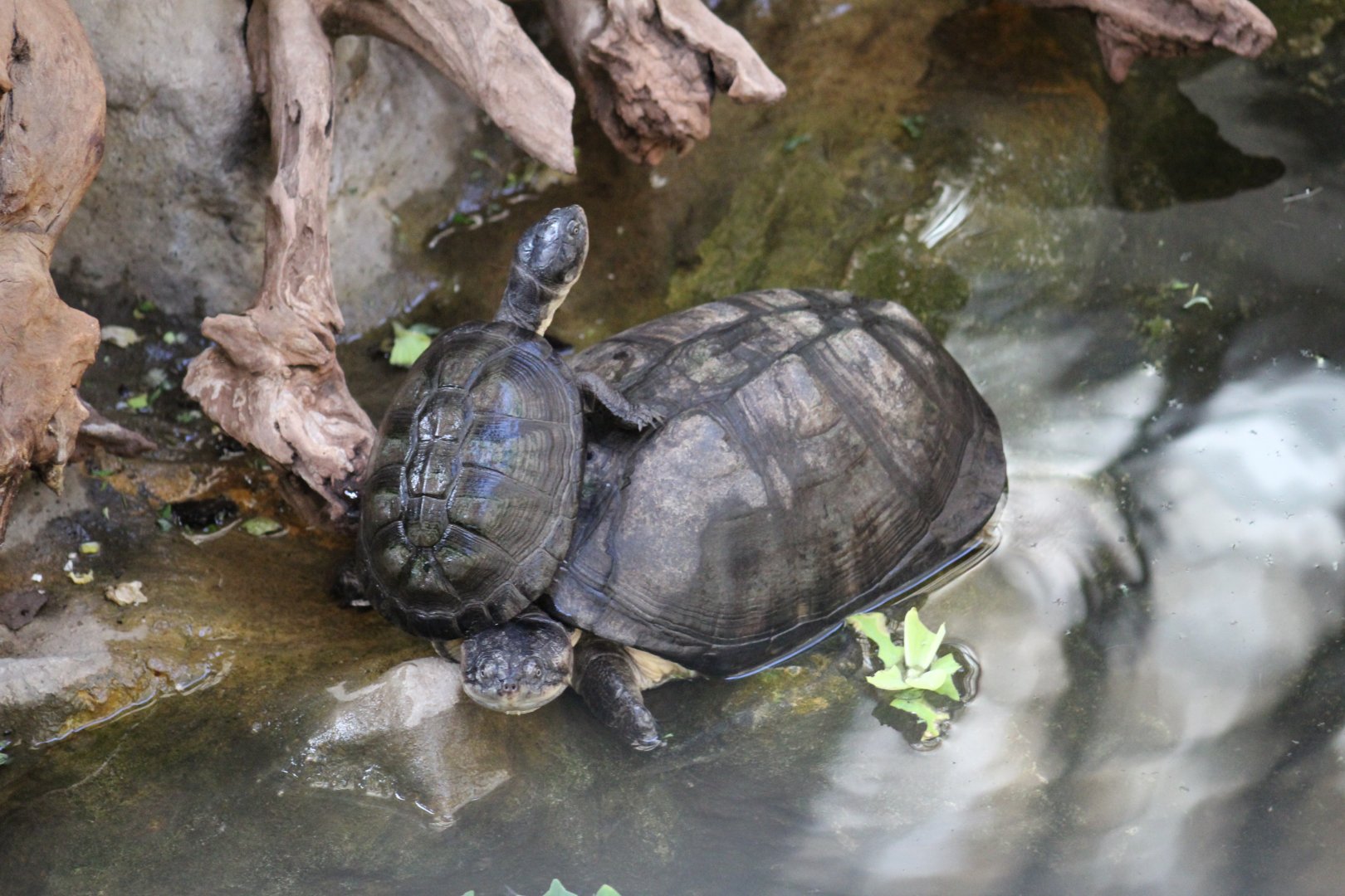 Zulia Toadhead Turtle