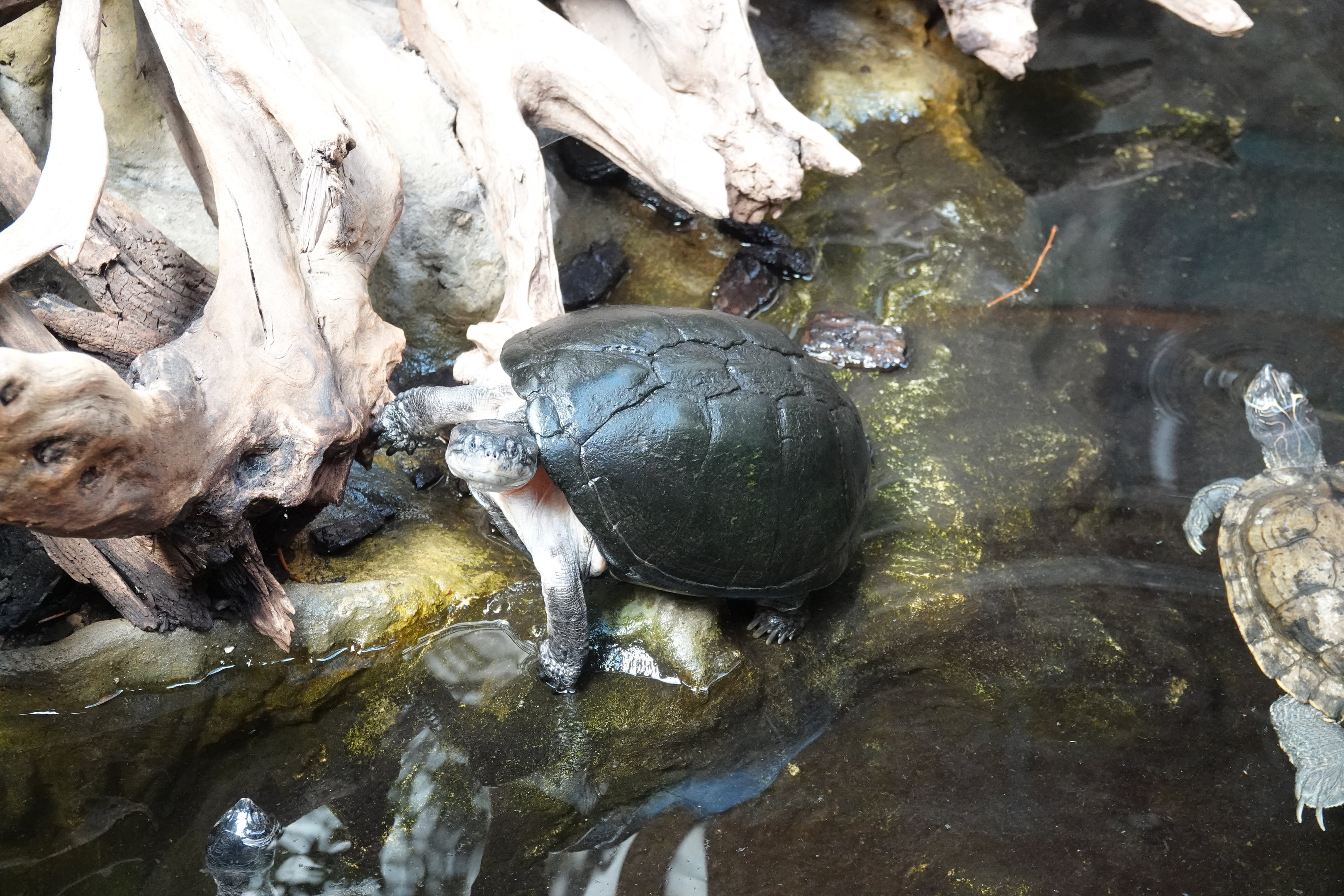 Zulia toadhead turtle