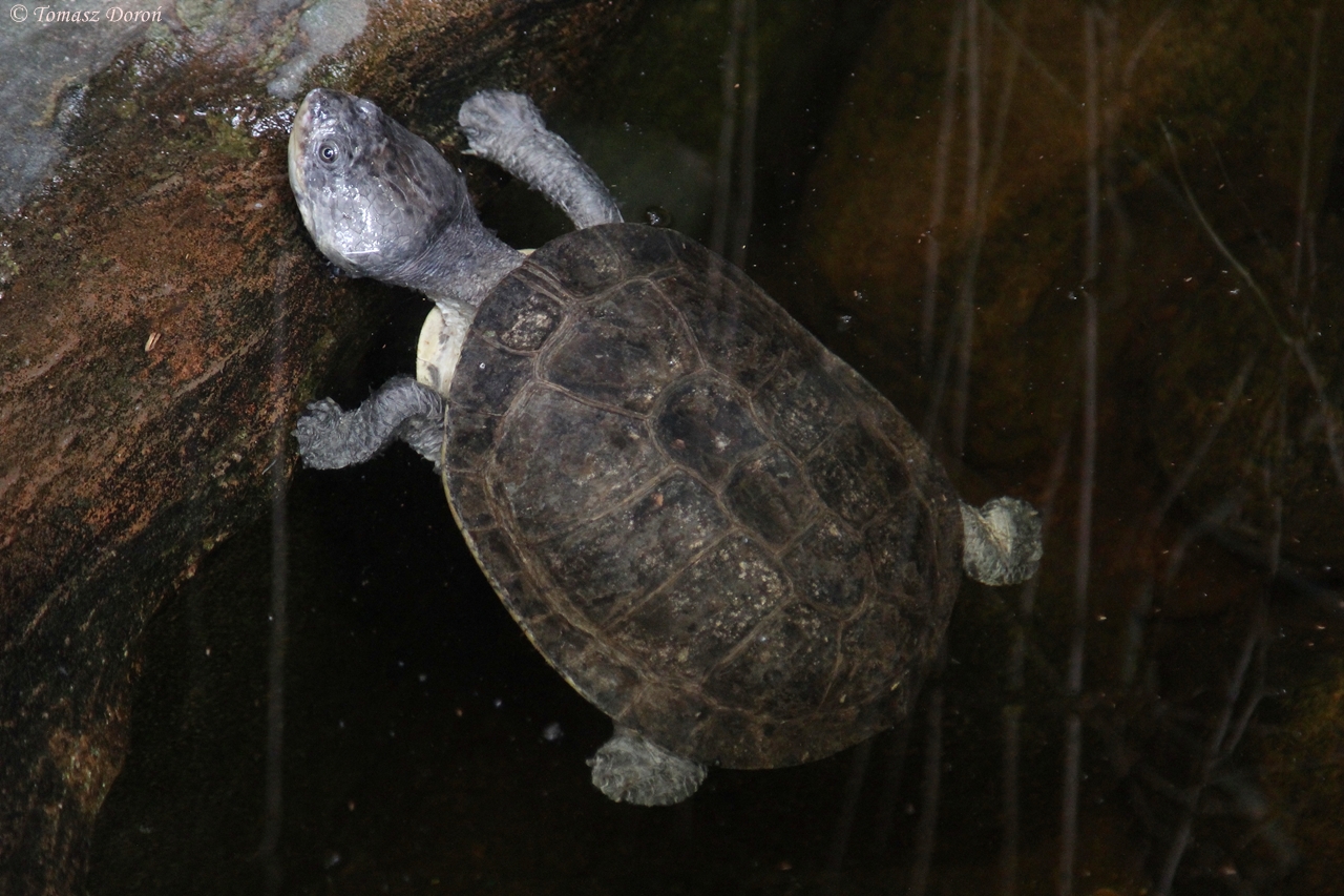 Zulia Toadheaded Sideneck Turtle (Phrynops zulia / Mesoclemmys zuliae)