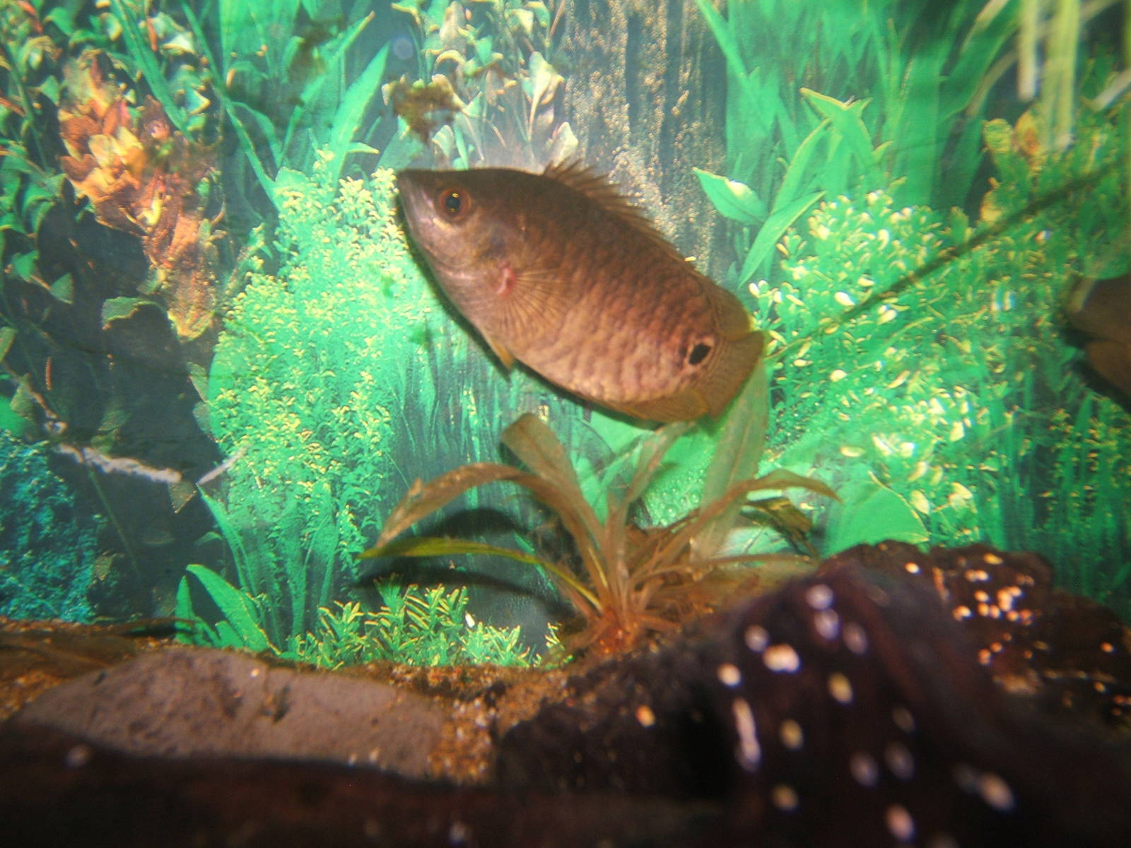 Zulu Perch (Ctenopoma ocellatum)