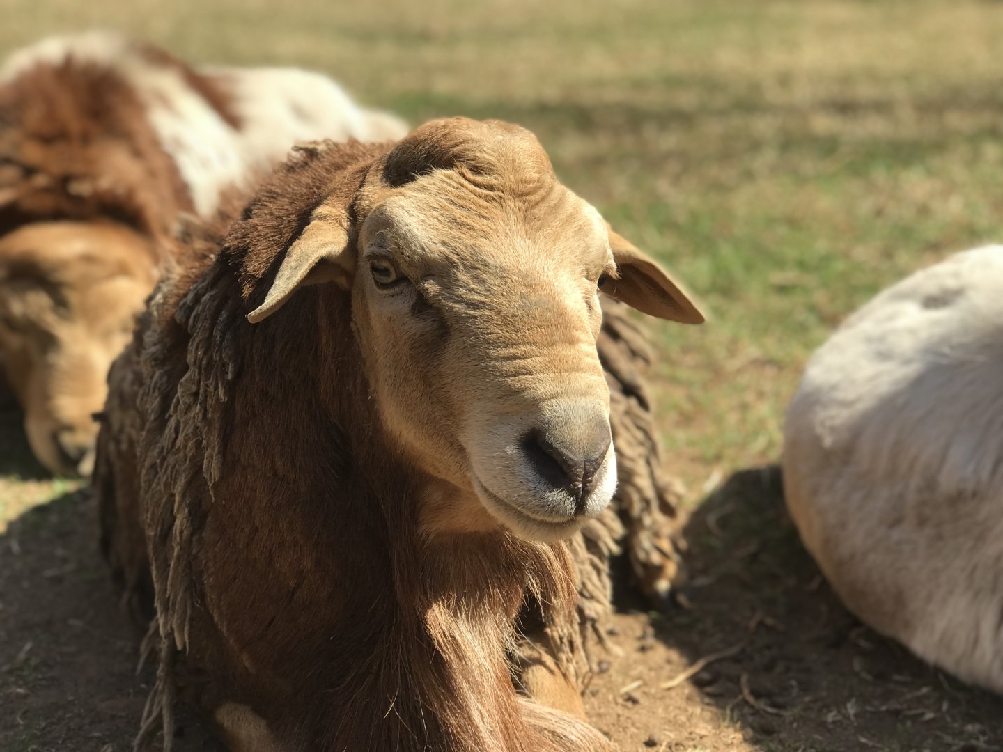 Zulu Sheep (Ovis aries)