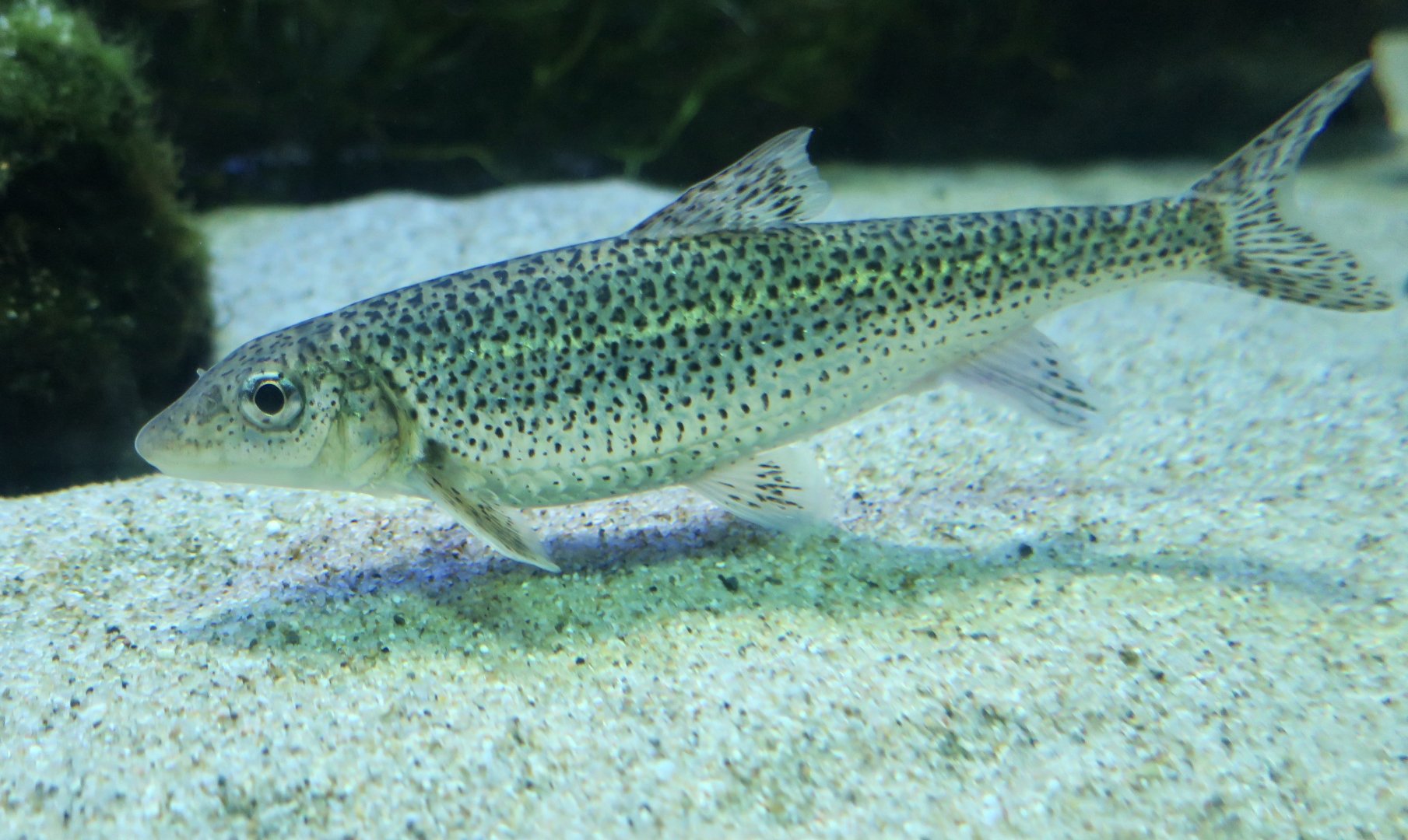 Zunaga-nigoi (Hemibarbus longirostris)