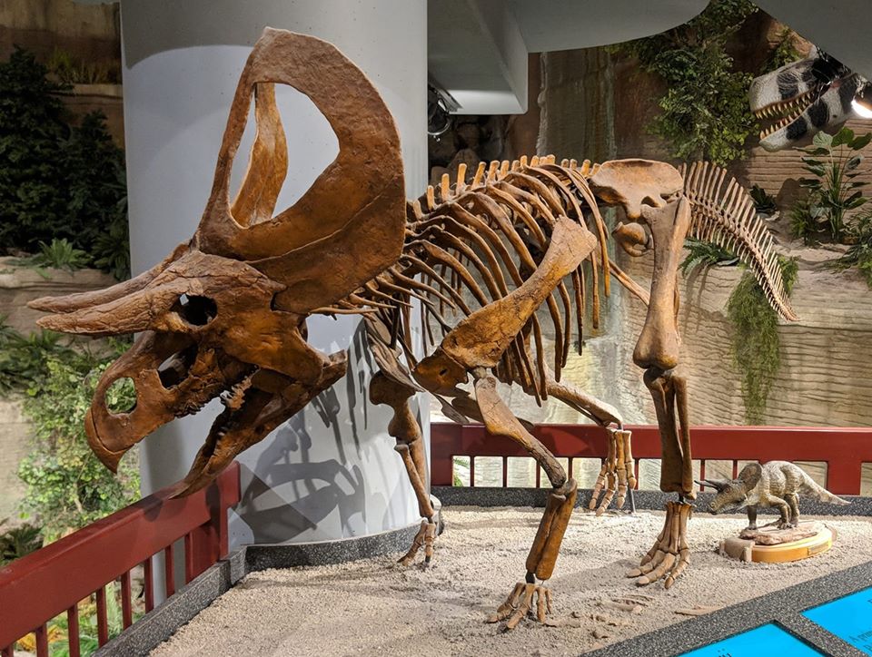 Zuniceratops christopheri