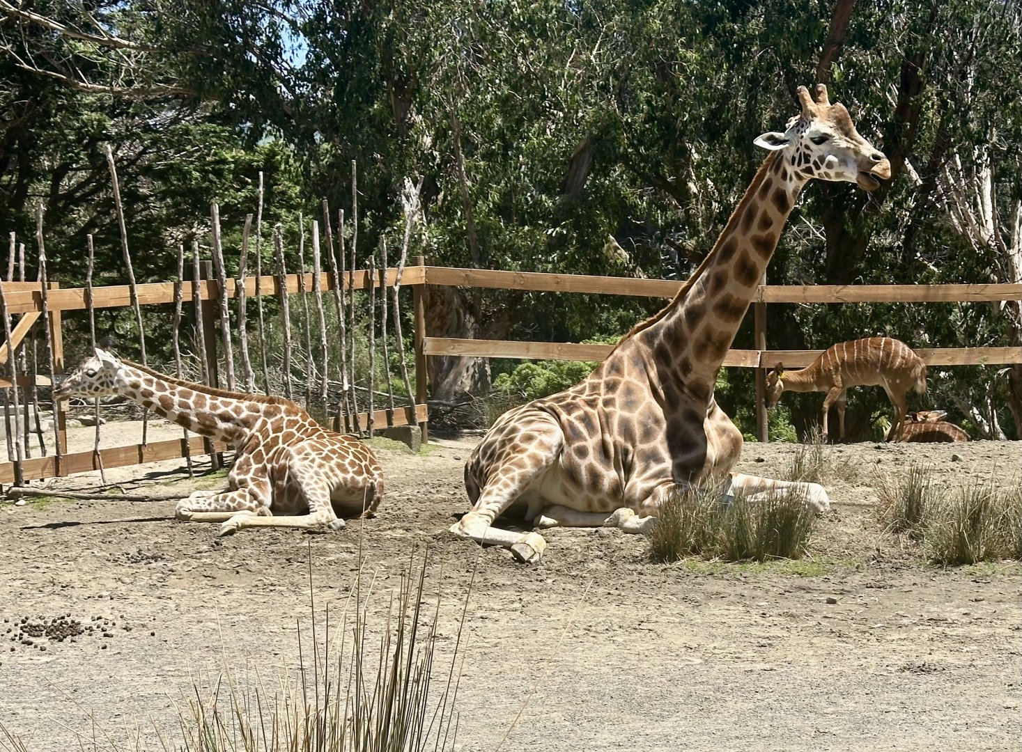 Zuri and Nia (Mother and Daughter)
