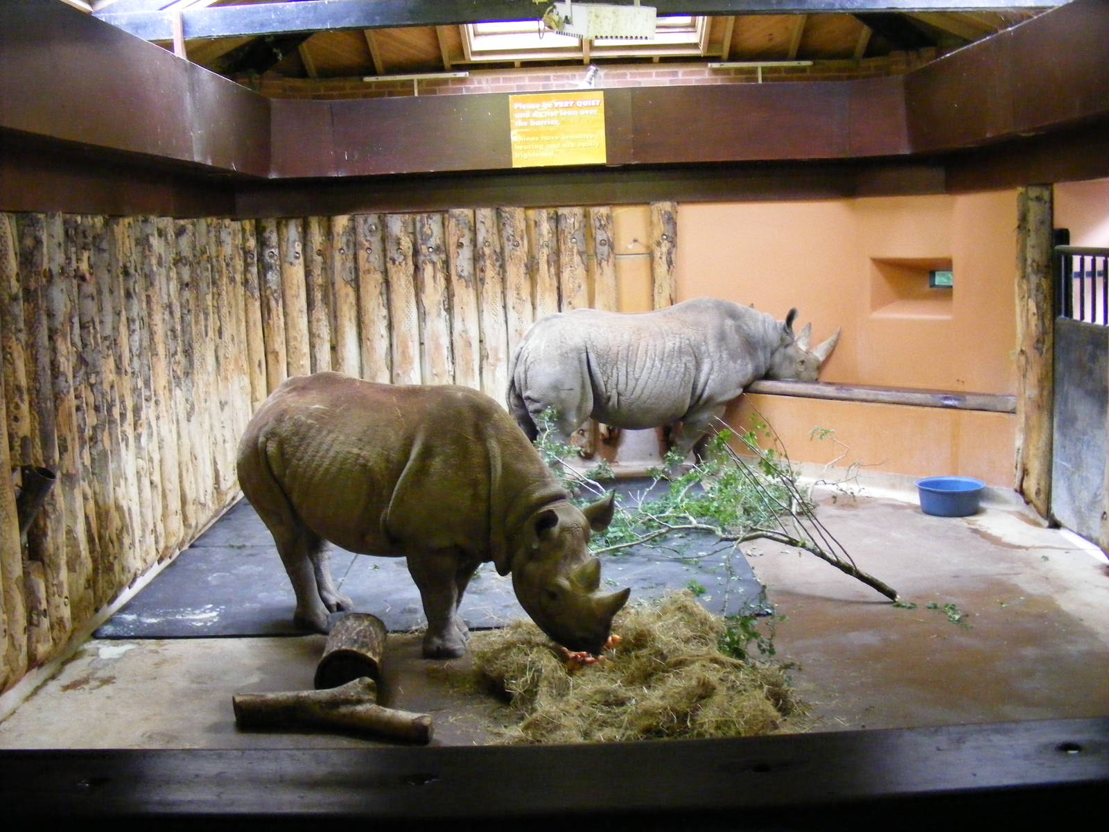 Zuri and Sita the black rhinos at Paignton Zoo, 2 August 2009