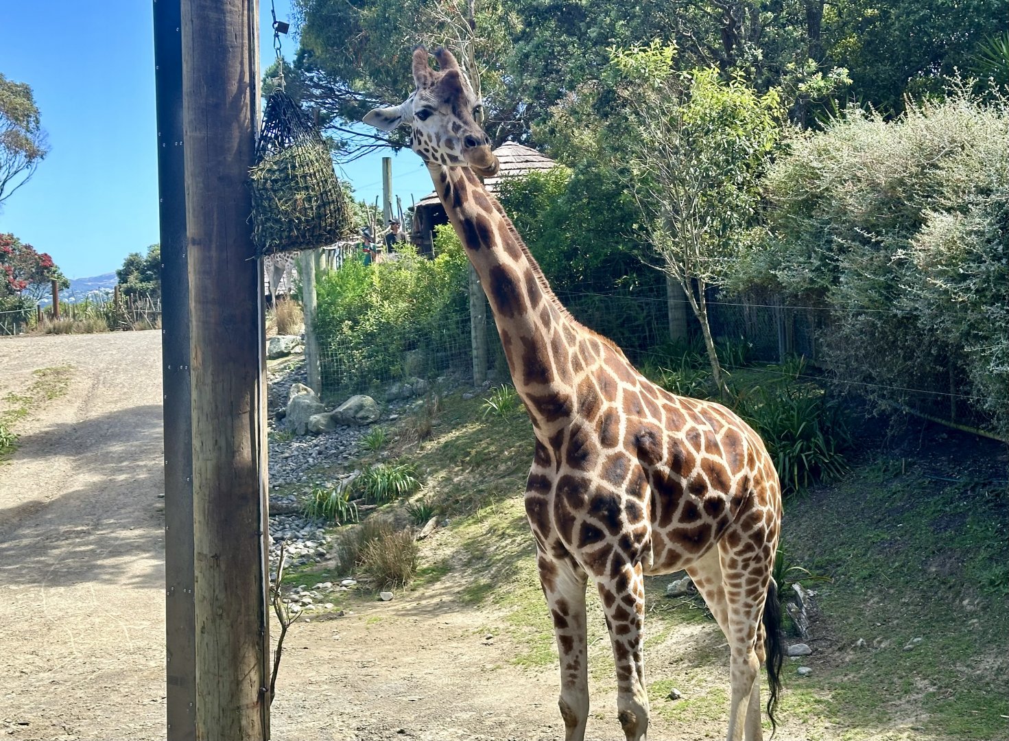 Zuri (Giraffe)