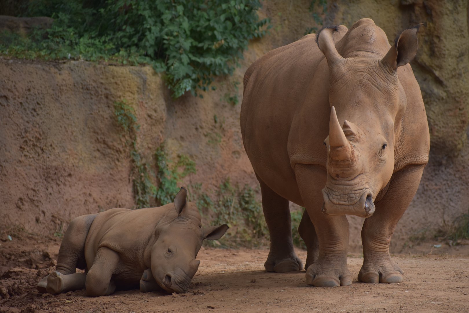 Zuri the Baby Rhino