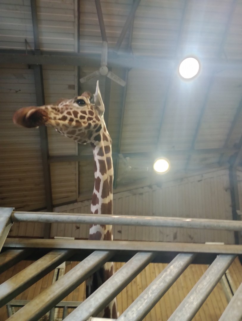 Zuri the giraffe