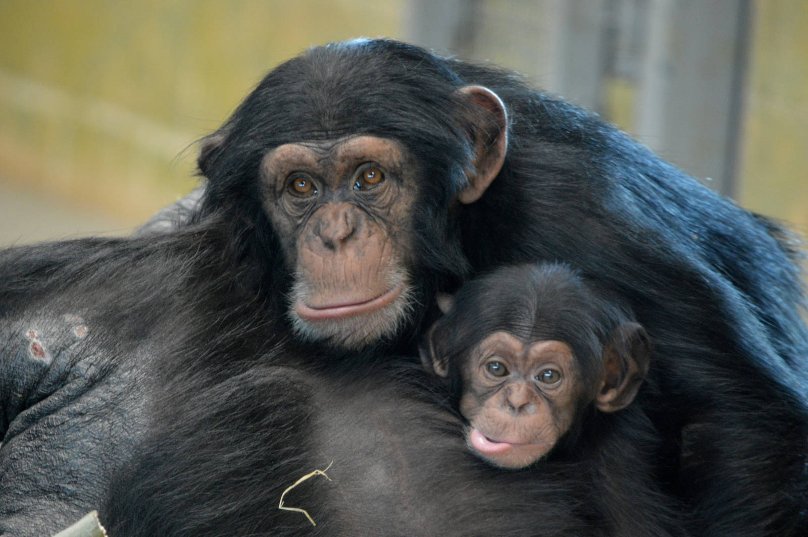 Zuri (three years) and Enzi (eight weeks)