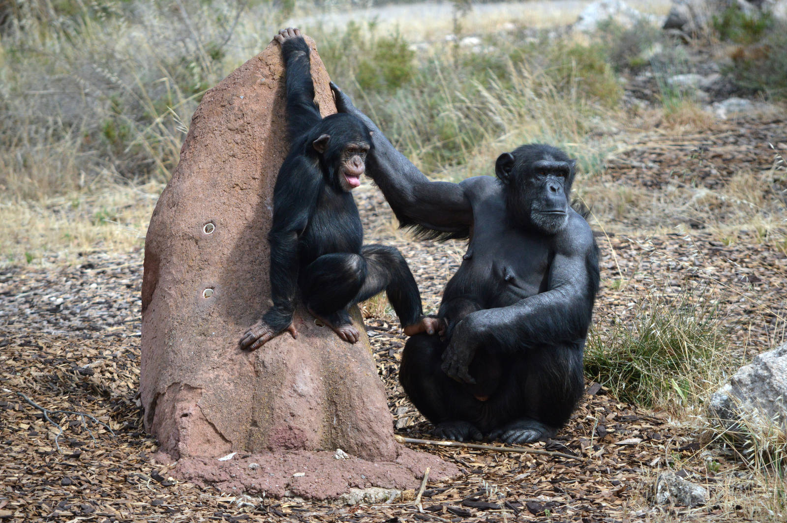 Zuri, Zombi and Enzi