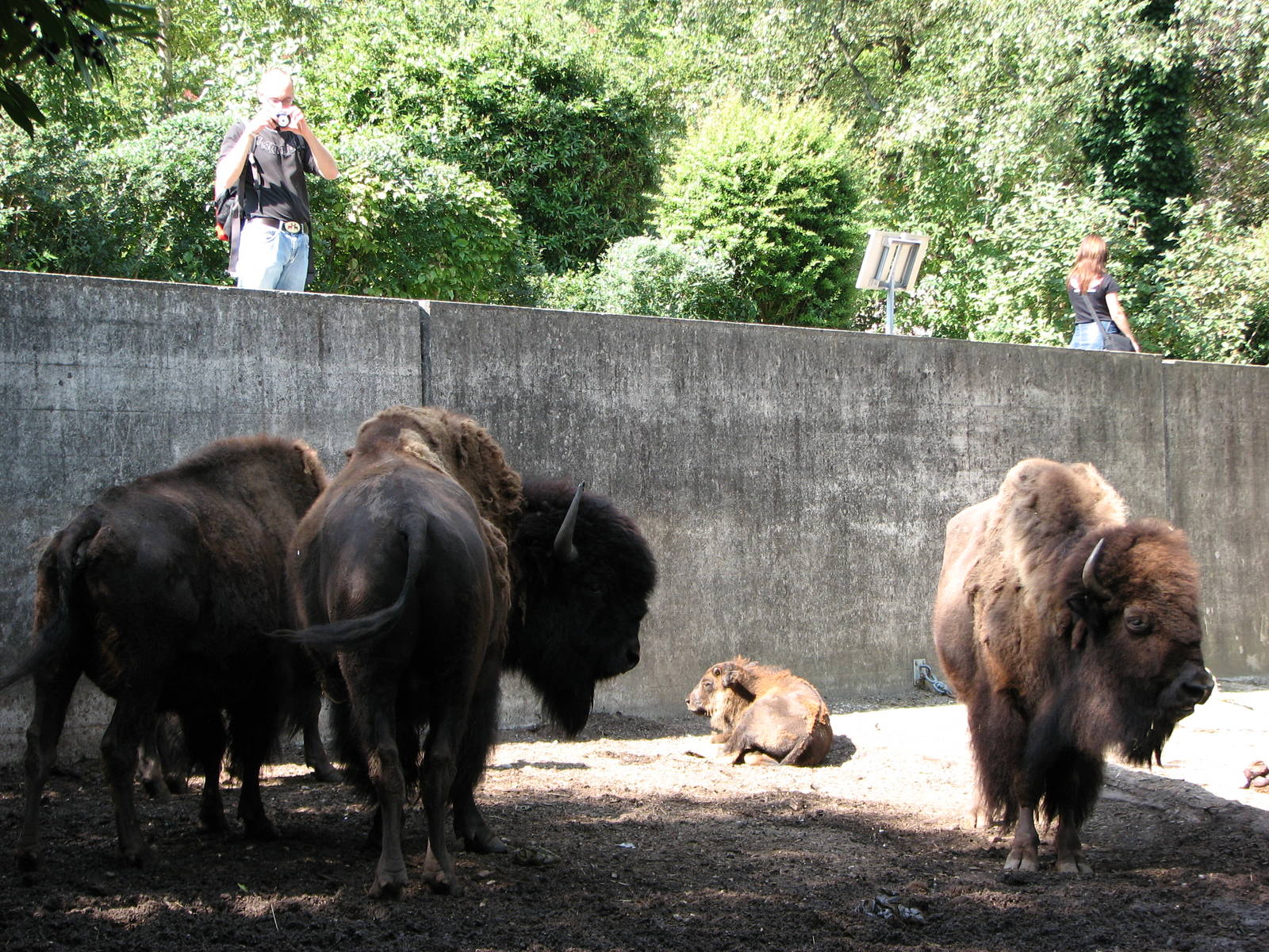 Zürich Zoo 2006 - American Bison exhibit