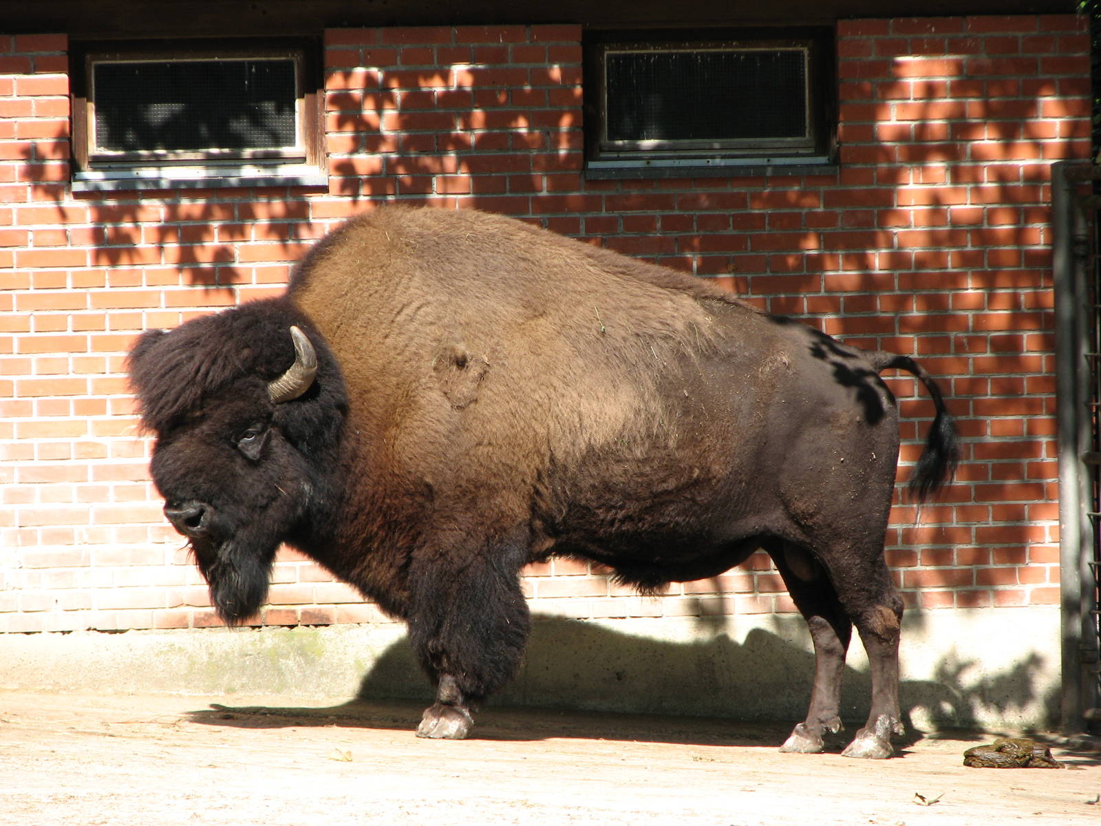 Zürich Zoo 2006 - American Bison