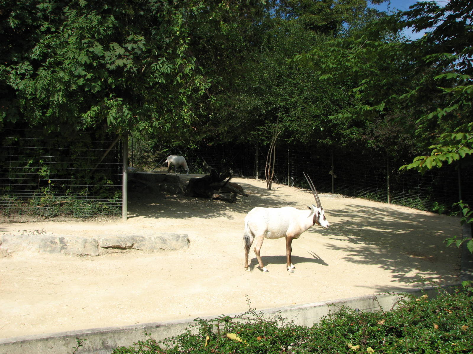 Zürich Zoo 2006 - Arabian Oryx exhibit