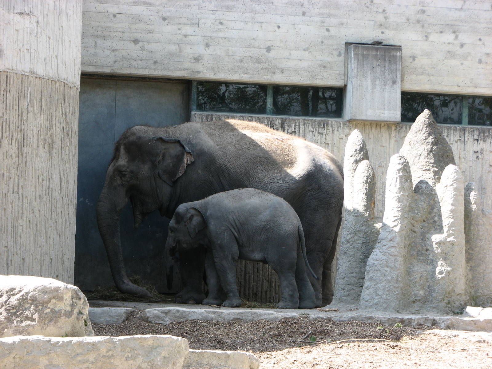 Zürich Zoo 2006 - Asiatic Elephant and calf