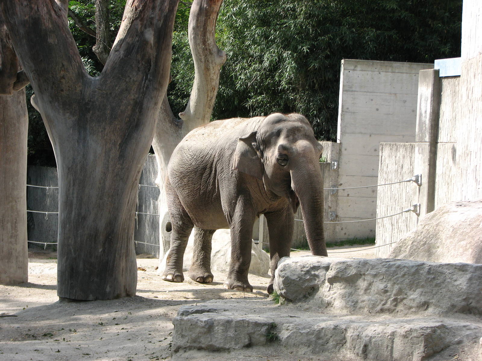Zürich Zoo 2006 - Asiatic Elephant