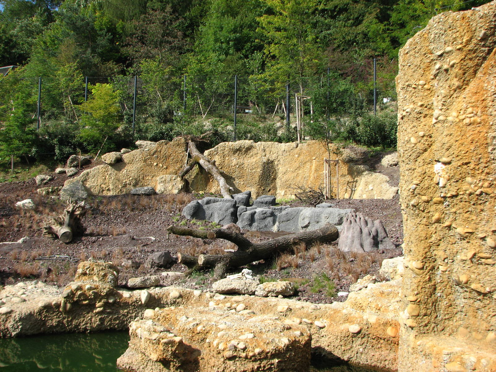 Zürich Zoo 2006 - Asiatic Lion exhibit