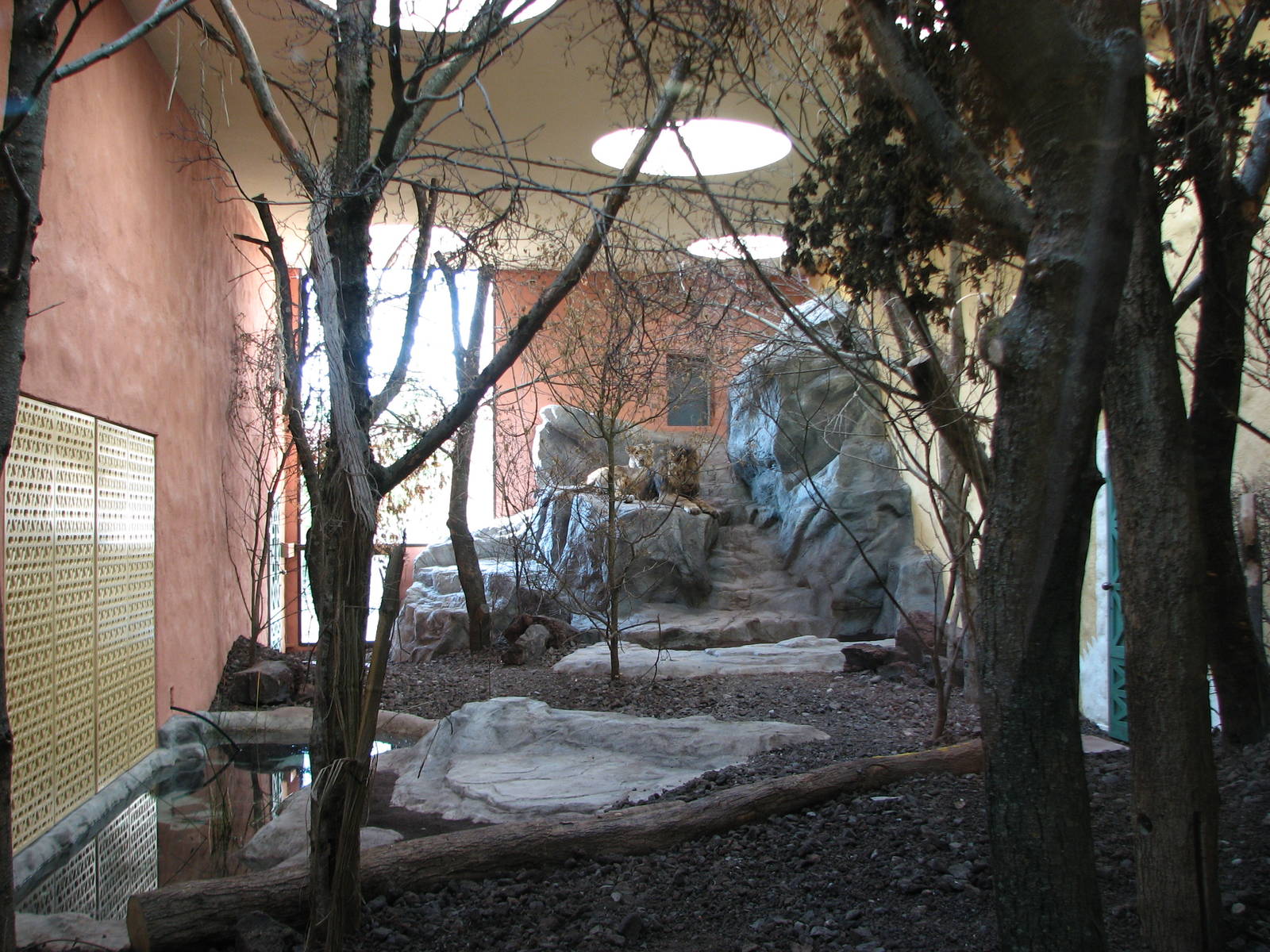 Zürich Zoo 2006 - Asiatic Lion indoor exhibit