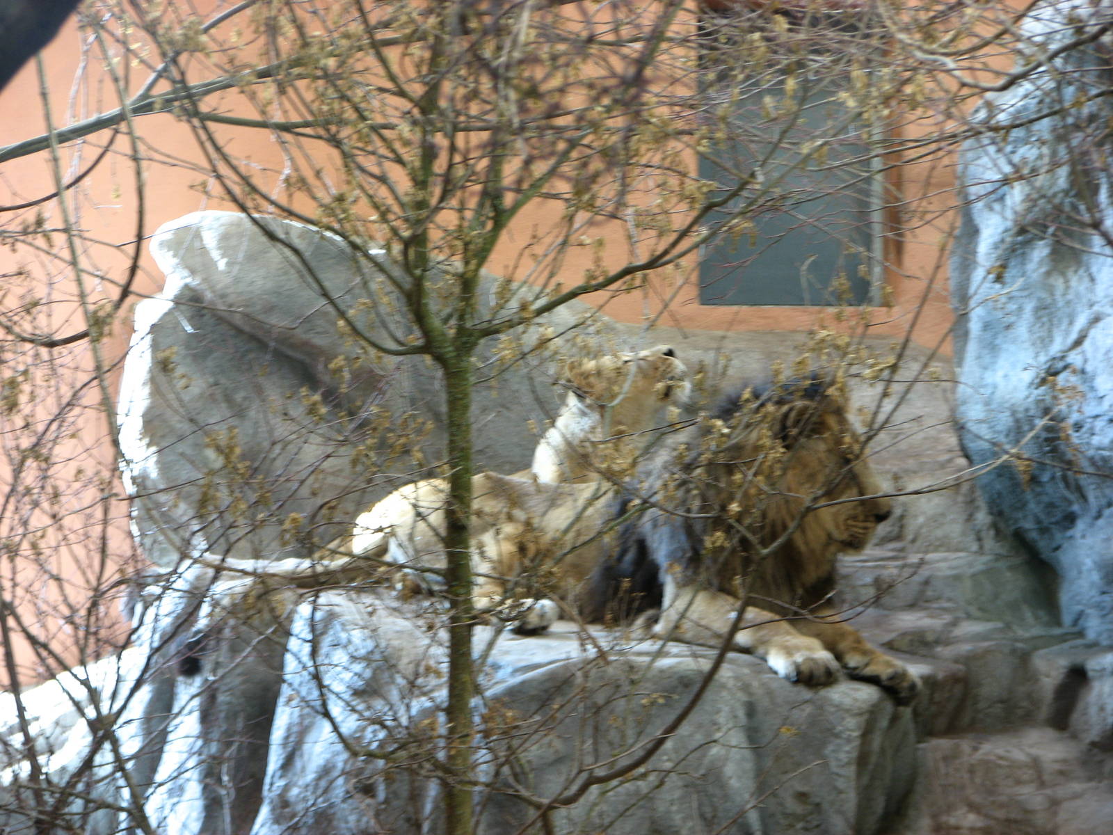 Zürich Zoo 2006 - Asiatic Lions