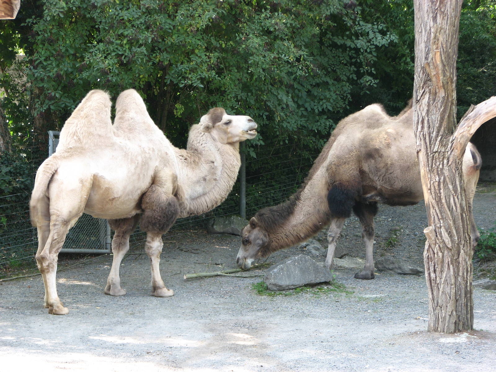 Zürich Zoo 2006 - Bactrian Camels