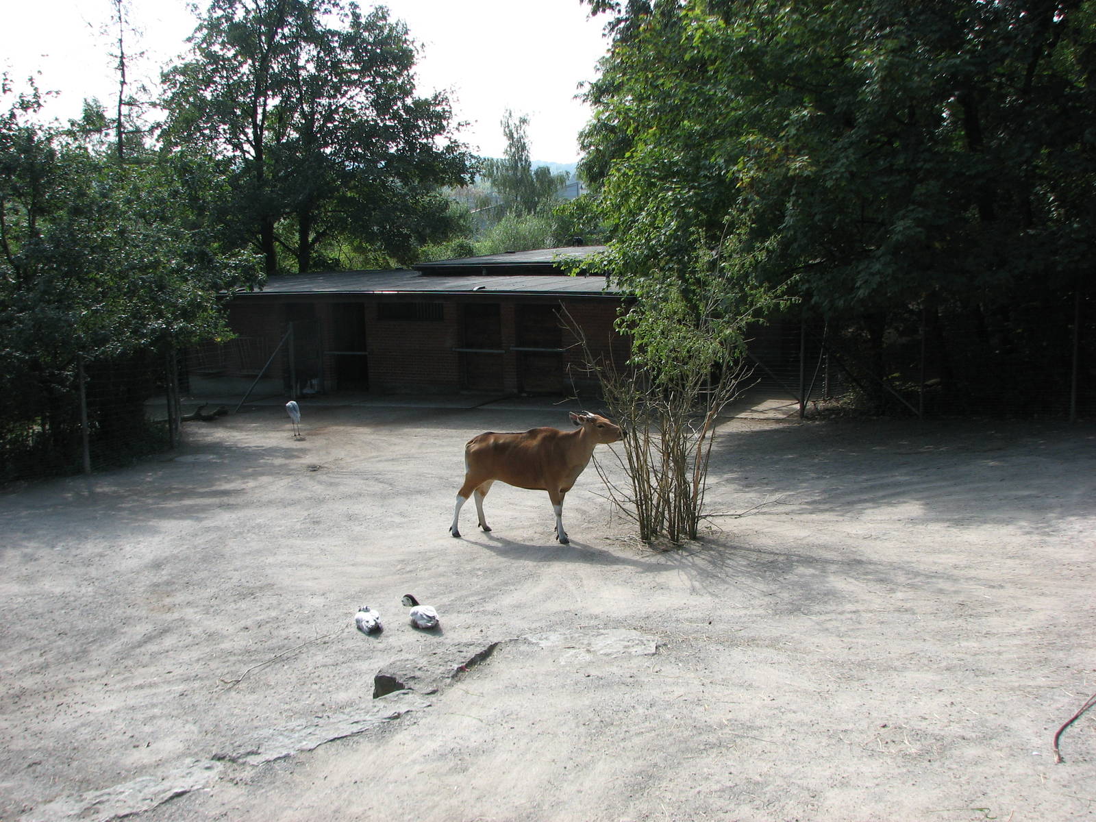 Zürich Zoo 2006 - Banteng exhibit