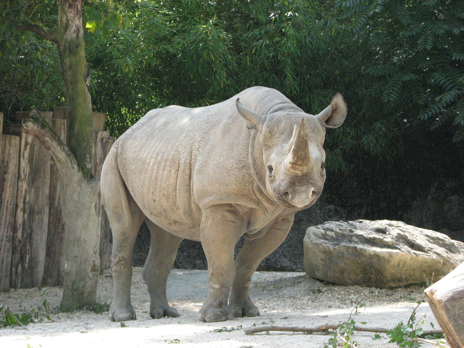 Zürich Zoo 2006 - Black Rhinoceros in the outside exhibit