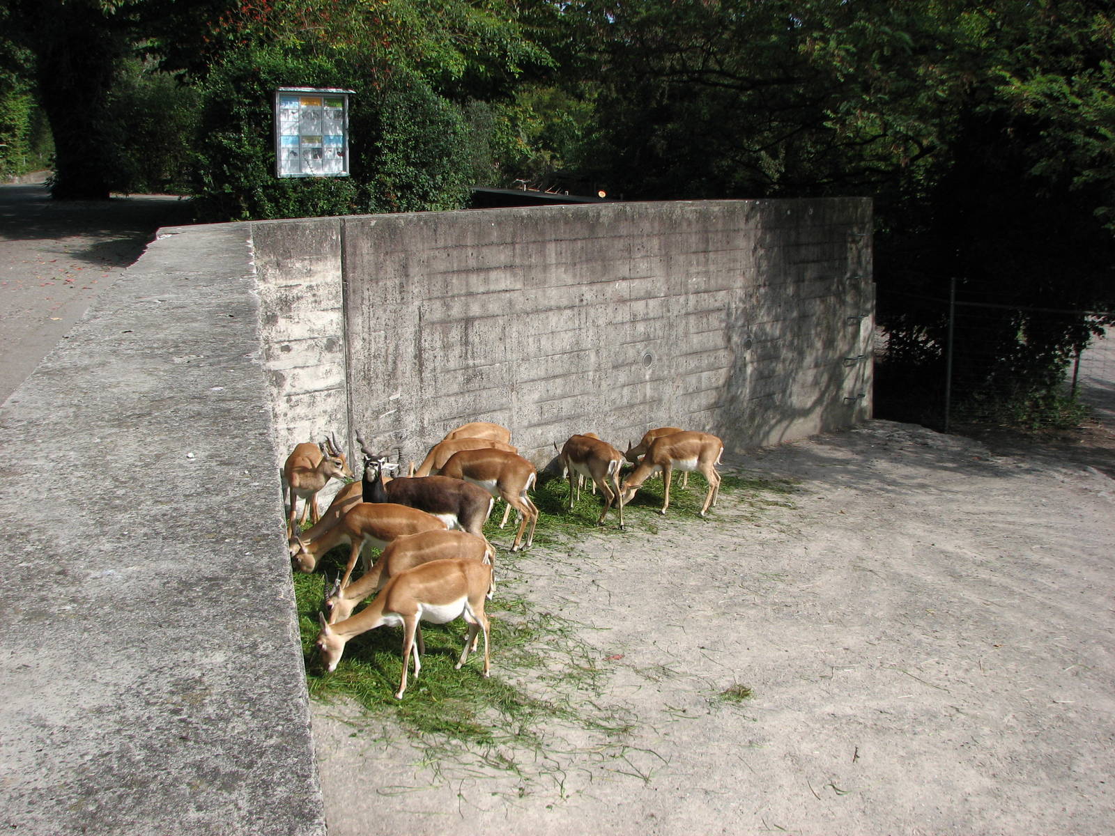 Zürich Zoo 2006 - Blackbuck group