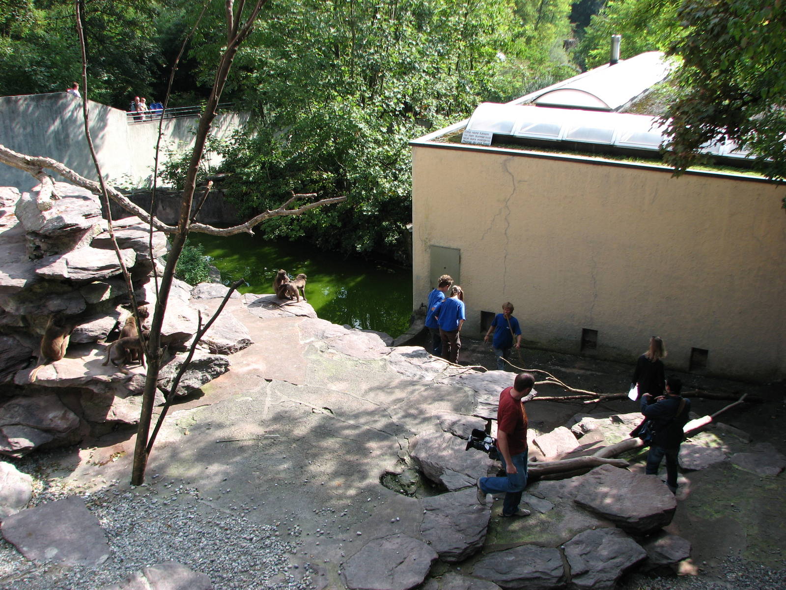Zürich Zoo 2006 - Gelada Baboon exhibit and human guests