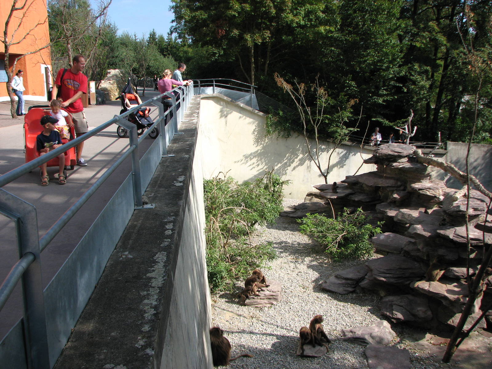 Zürich Zoo 2006 - Gelada Baboon exhibit