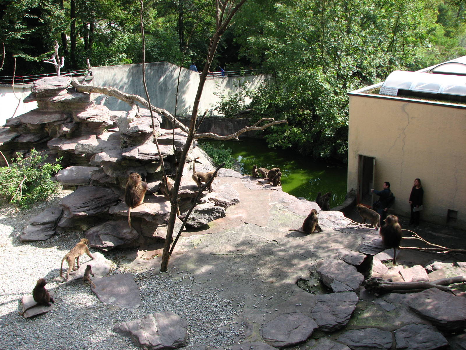 Zürich Zoo 2006 - Gelada Baboon exhibit