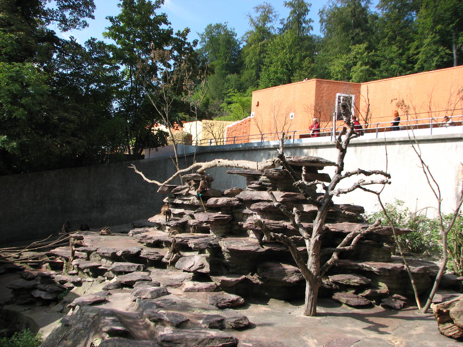 Zürich Zoo 2006 - Gelada Baboon exhibit