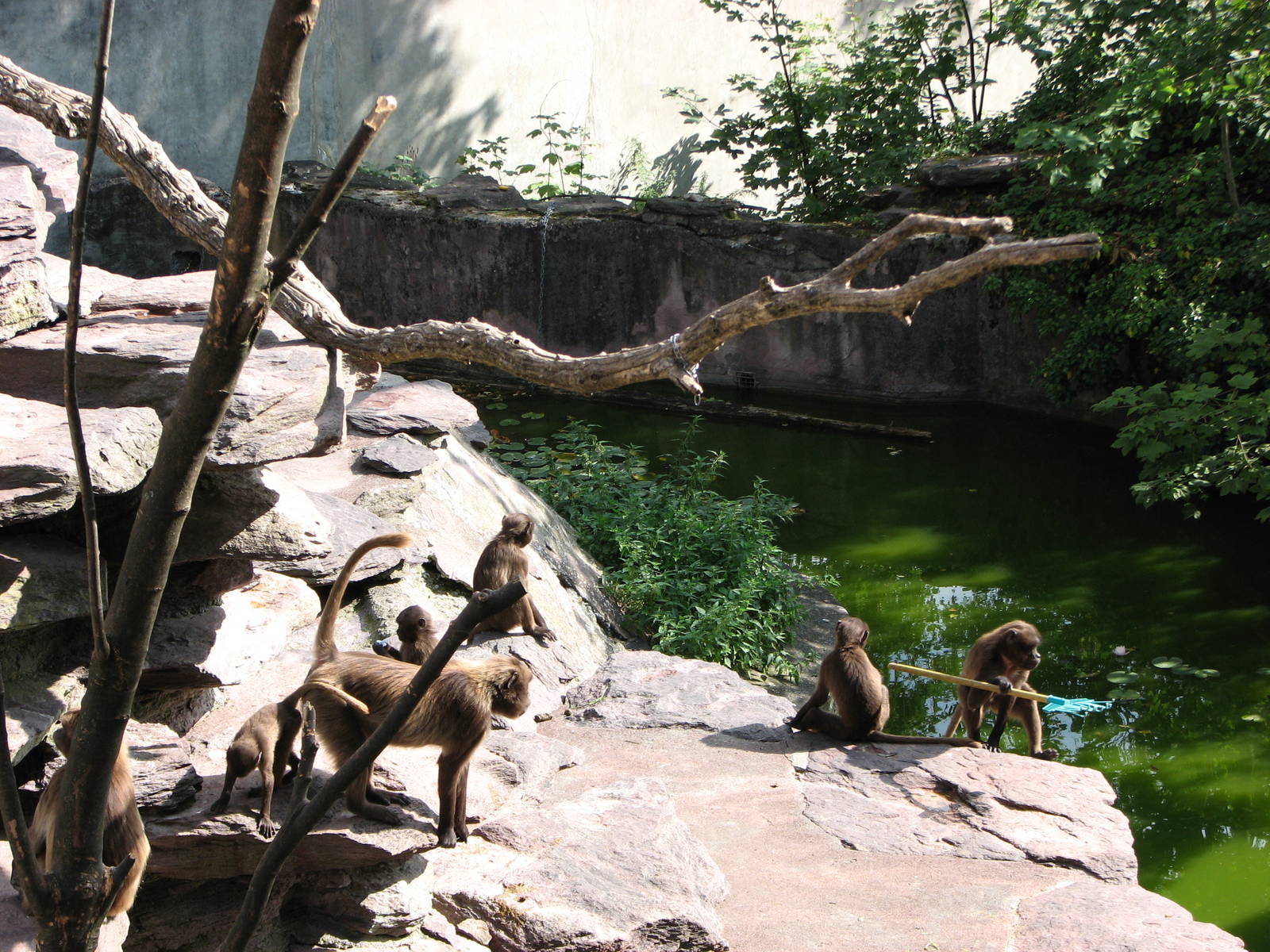 Zürich Zoo 2006 - Gelada Baboons
