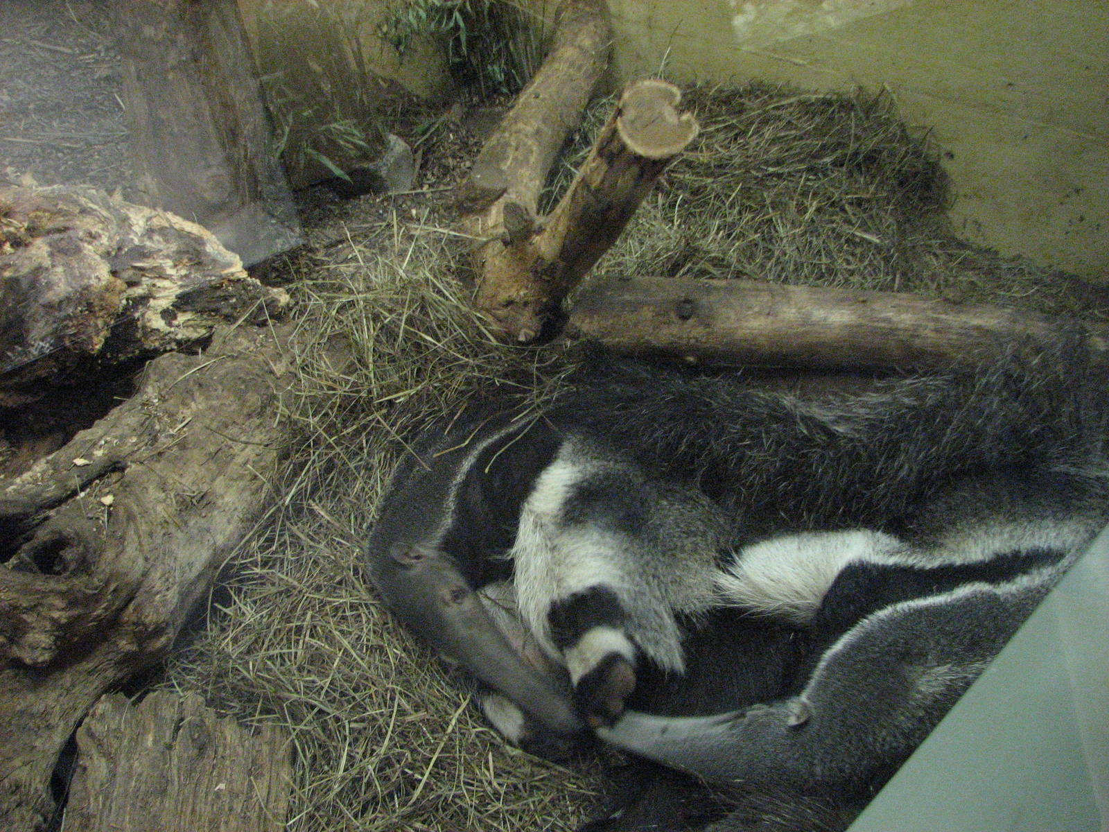 Zürich Zoo 2006 - Giant Anteater in the Exotarium