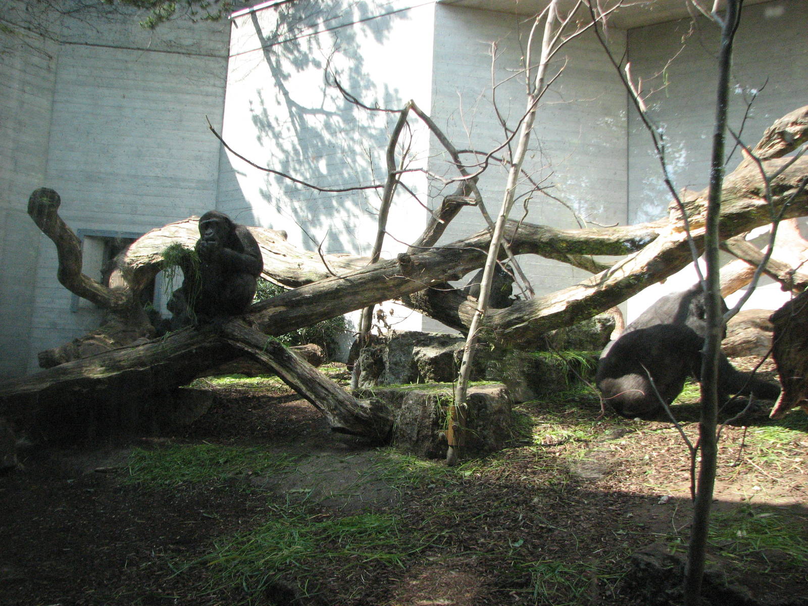 Zürich Zoo 2006 - Gorillas in the tiny outside exhibit at the Ape House