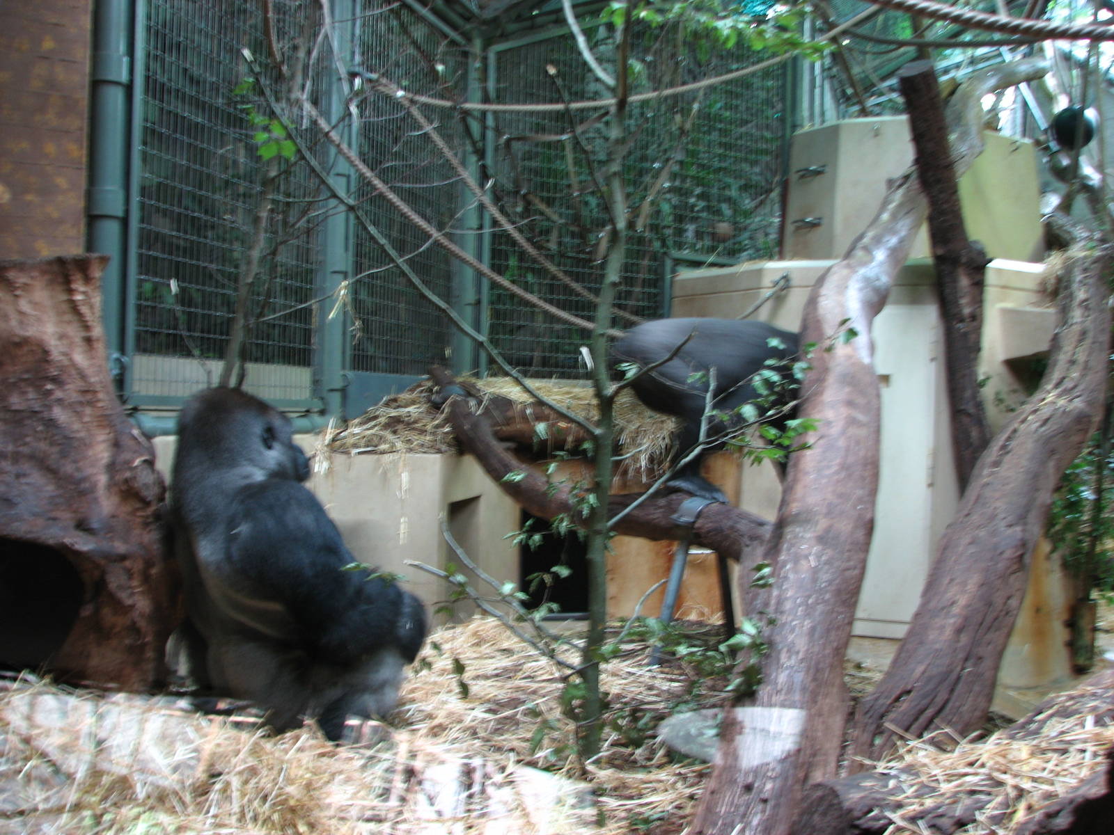 Zürich Zoo 2006 - Gorillas inside the Ape House