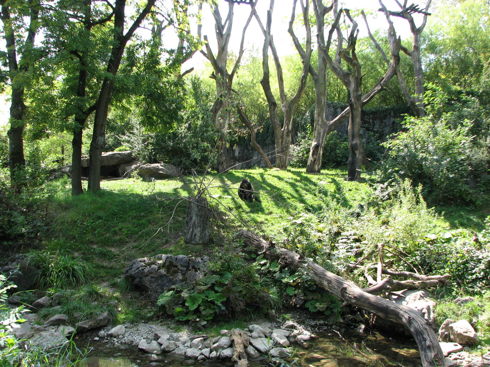 Zürich Zoo 2006 - Immersion exhibit for Spectacled Bears