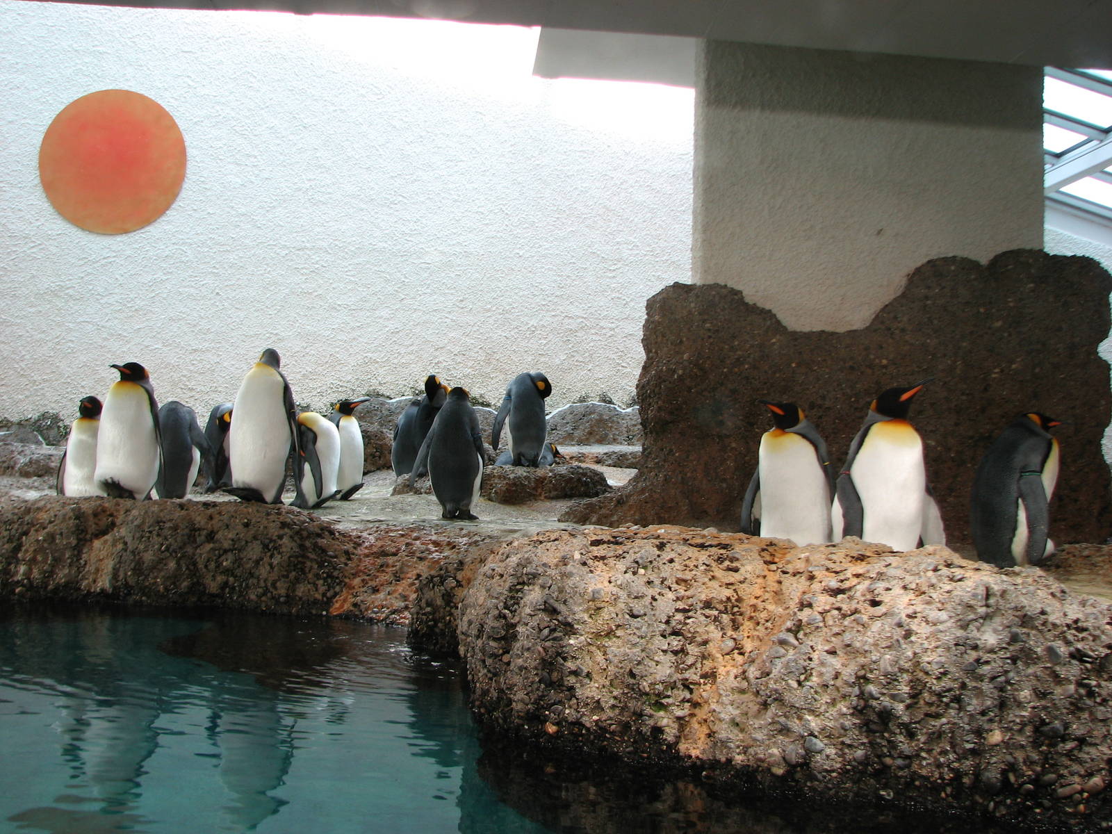 Zürich Zoo 2006 - Inside the King Penguin exhibit