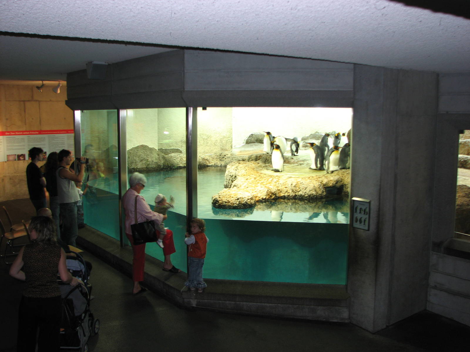 Zürich Zoo 2006 - King Penguin exhibit inside the Exotarium