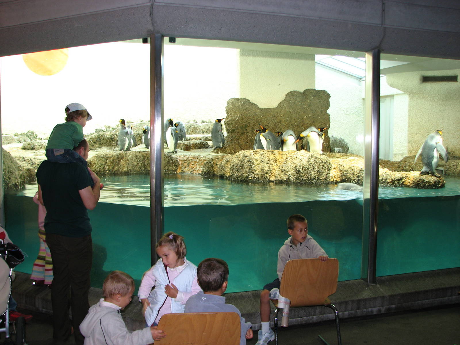 Zürich Zoo 2006 - King Penguin exhibit