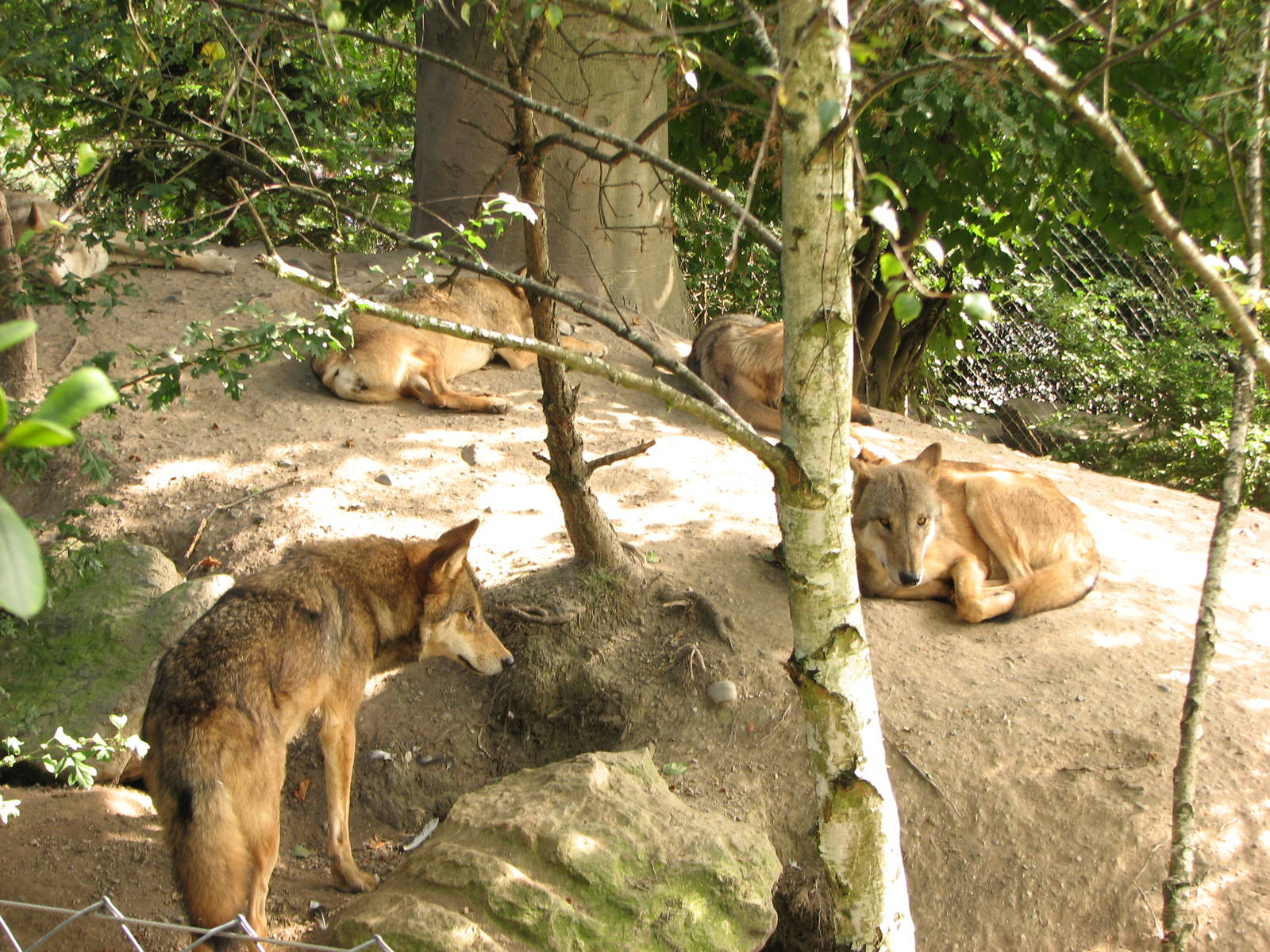 Zürich Zoo 2006 - Mongolian Wolves
