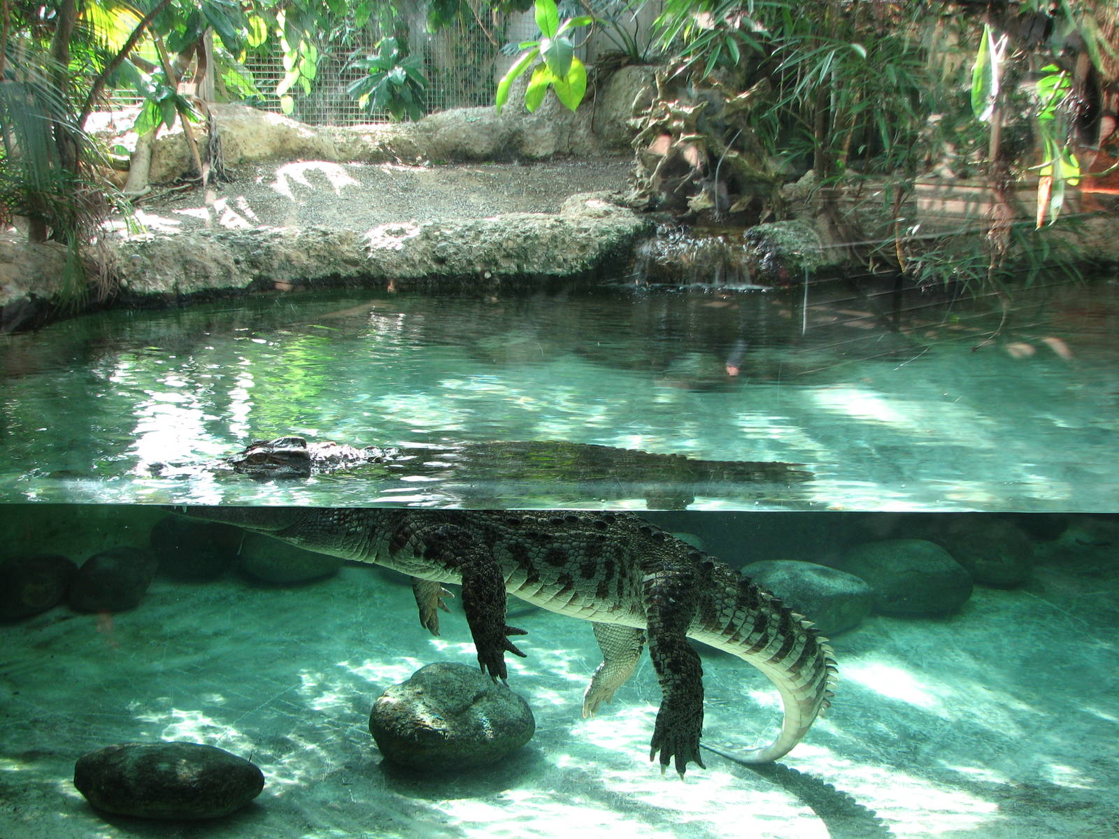 Zürich Zoo 2006 - Nile Crocodile exhibit