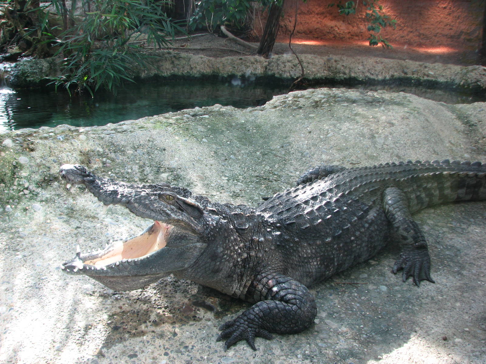 Zürich Zoo 2006 - Nile Crocodile