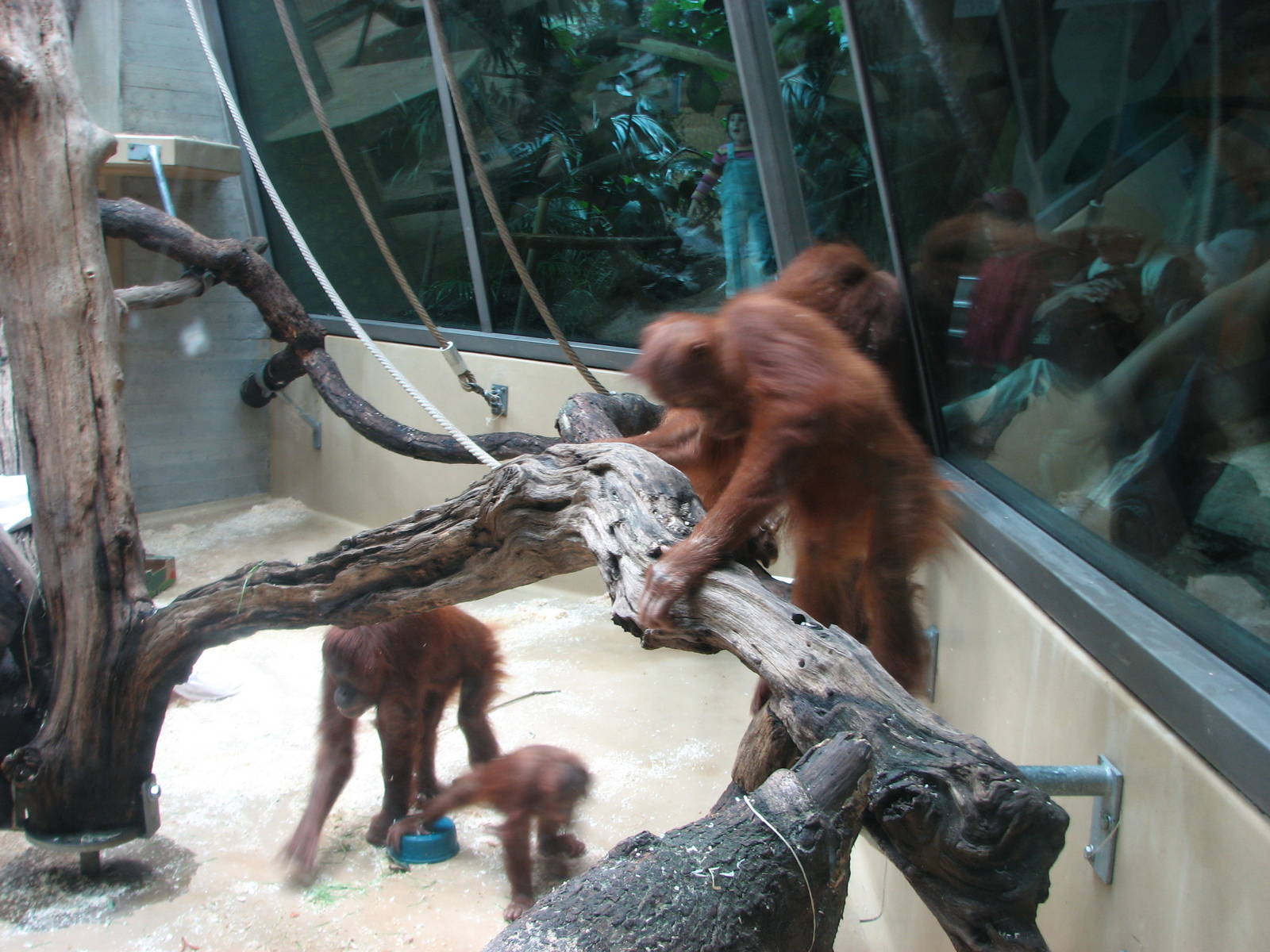 Zürich Zoo 2006 - Orangutans inside the Ape House
