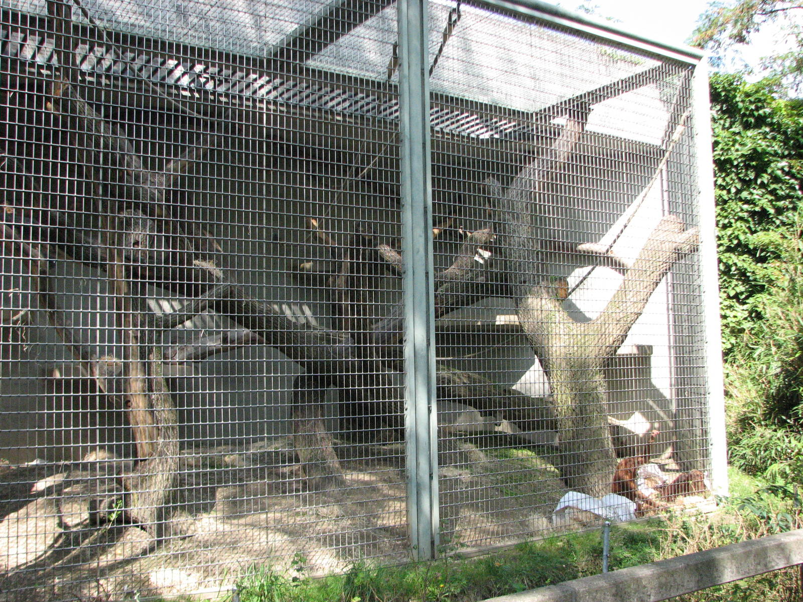 Zürich Zoo 2006 - Outdoor Orangutan enclosure at the Ape House